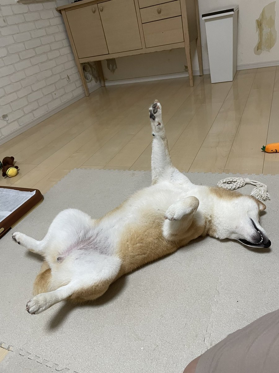 柴犬ふぅ (@ShibaFuu0517) / Posts / X