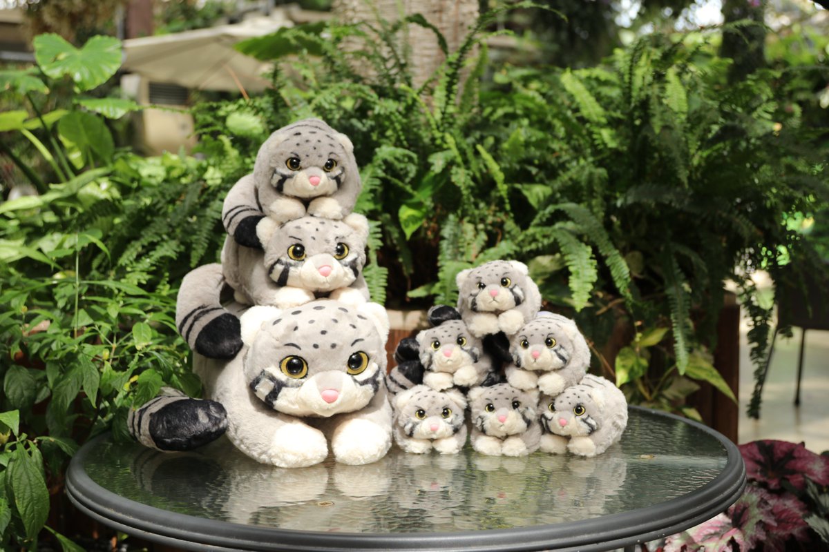 オリジナルぬいぐるみくじに「マヌルネコ」が登場！ ハズレなし！必ず