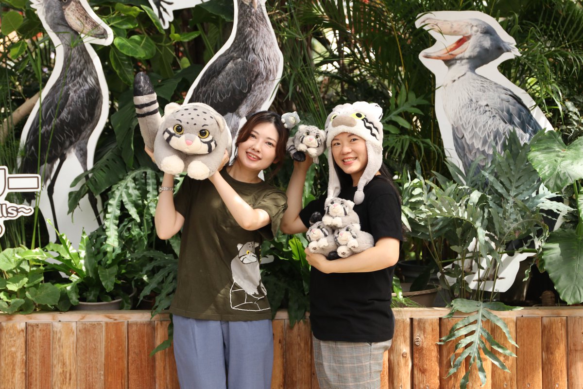 オリジナルぬいぐるみくじに「マヌルネコ」が登場！ ハズレなし！必ず