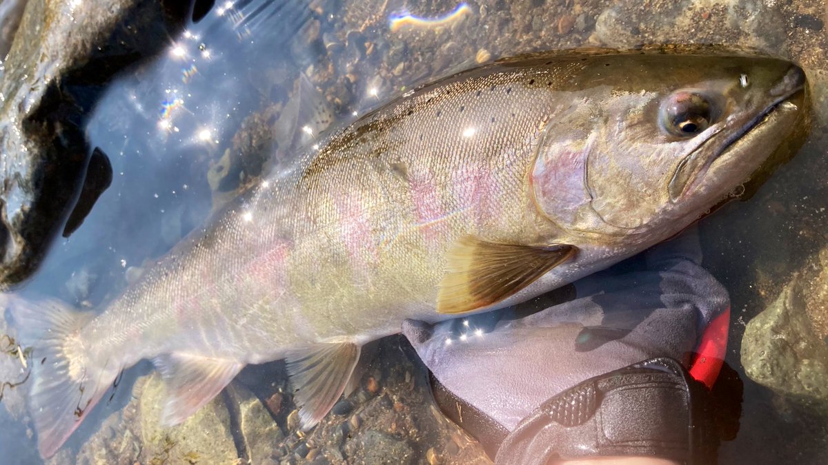 とことこ🚶‍♀️みーちゃん🐰 (@miiichan_1225) / Posts / X