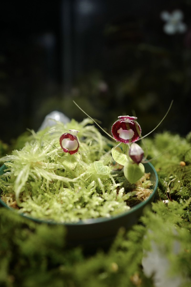 宇宙と交信中のコリバス。水苔が邪魔だったのかちょっと歪んで咲いてる