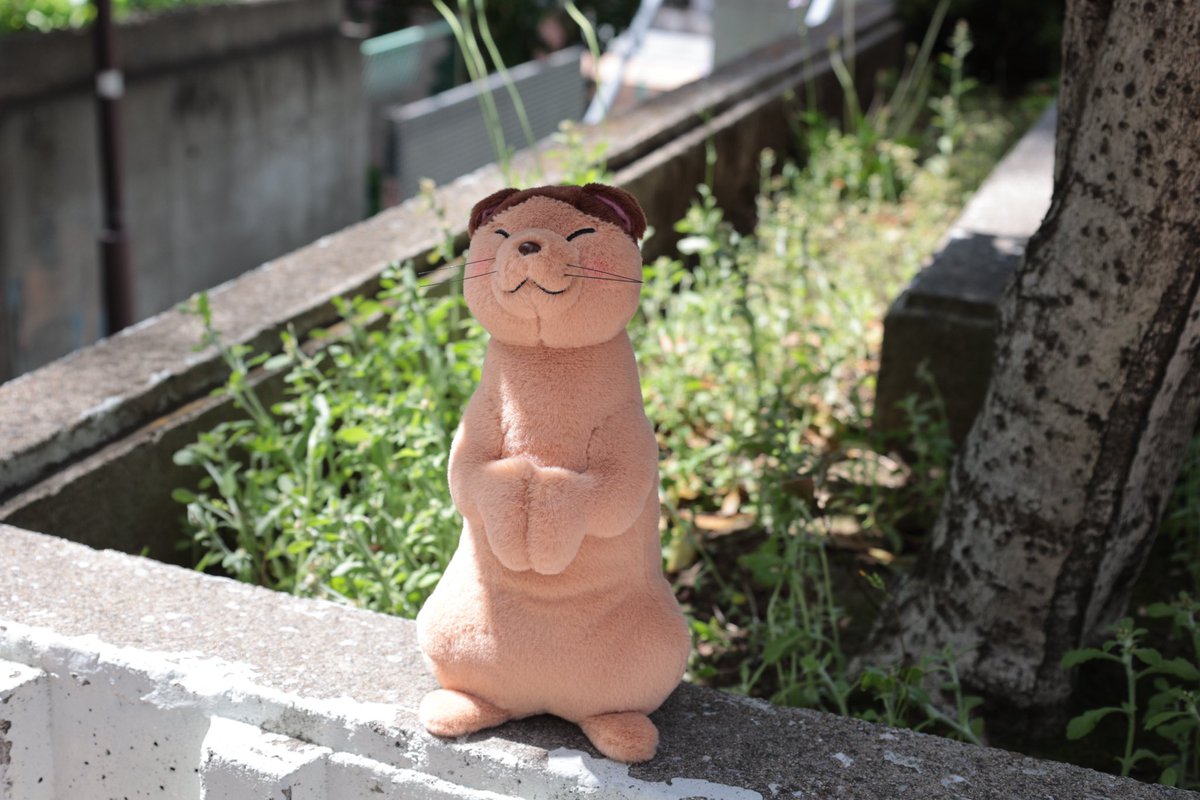 猫の恩返し ぬいぐるみ ナトル」に関するお知らせ】 お渡し日：9/21(土