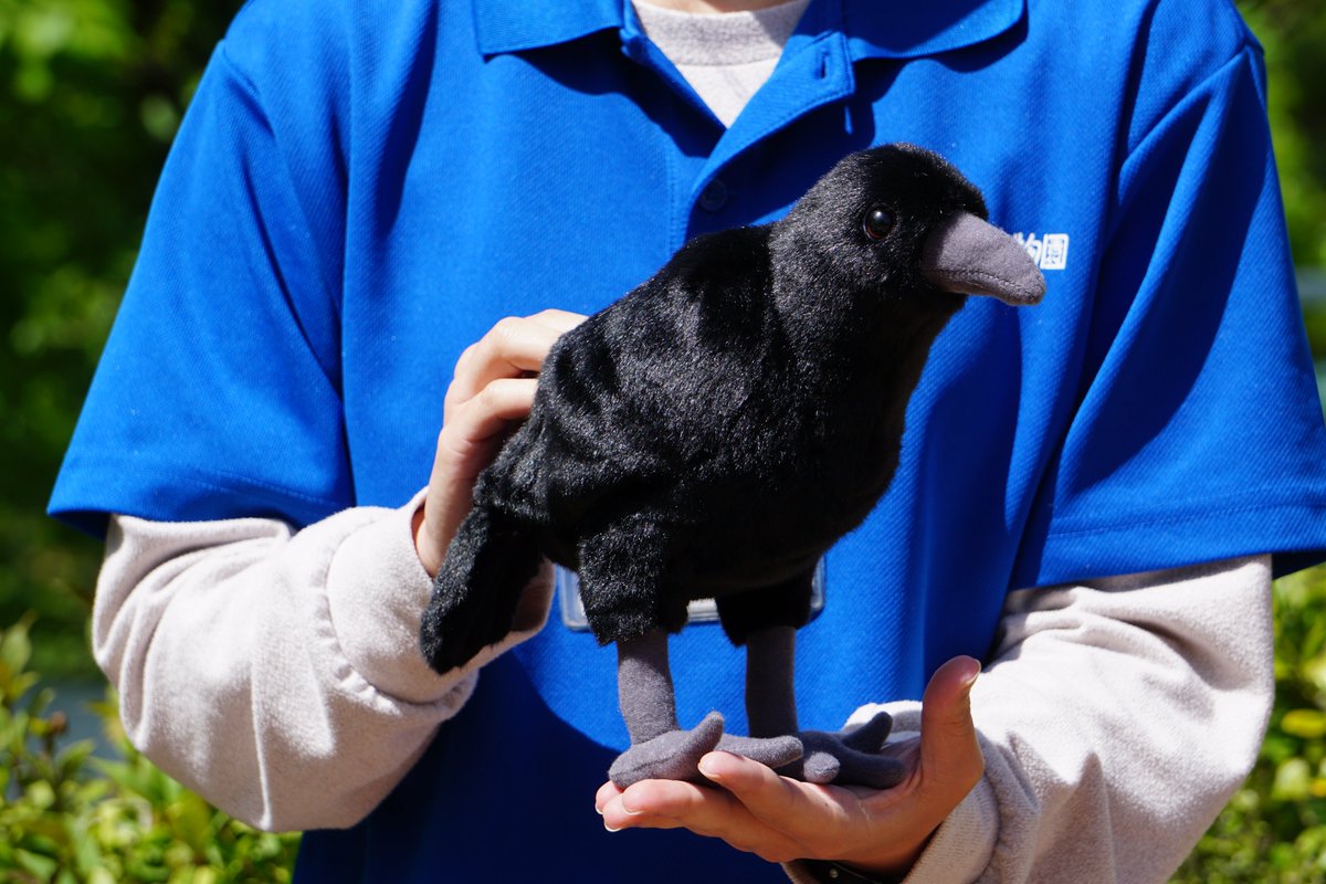 カラスのぬいぐるみ再入荷／ こちらの「カラスのぬいぐるみ」が再入荷