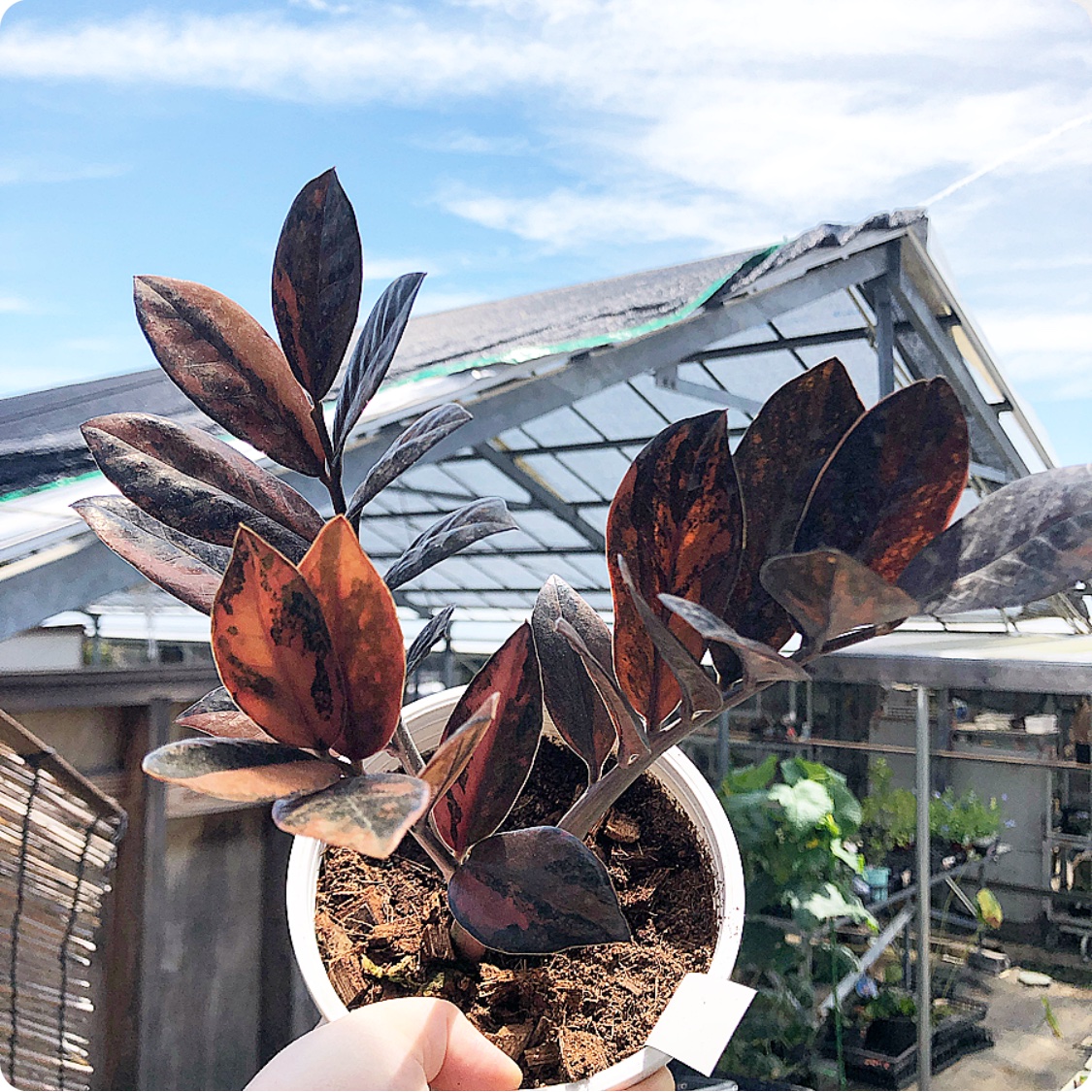 超超超超希少株】 世界でもほとんど確認されていない、ザミオクルカス