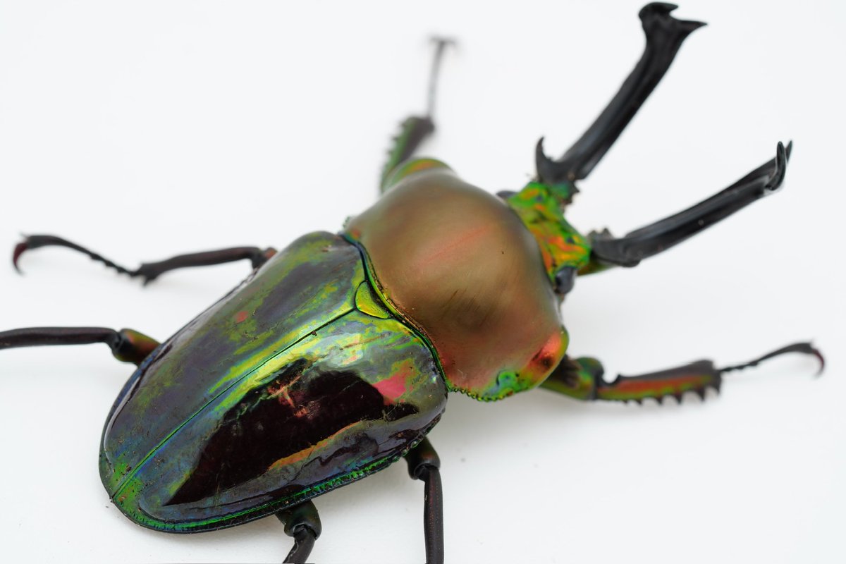 ニジイロクワガタの野外品がオーストラリアから輸入されたのが、1999年