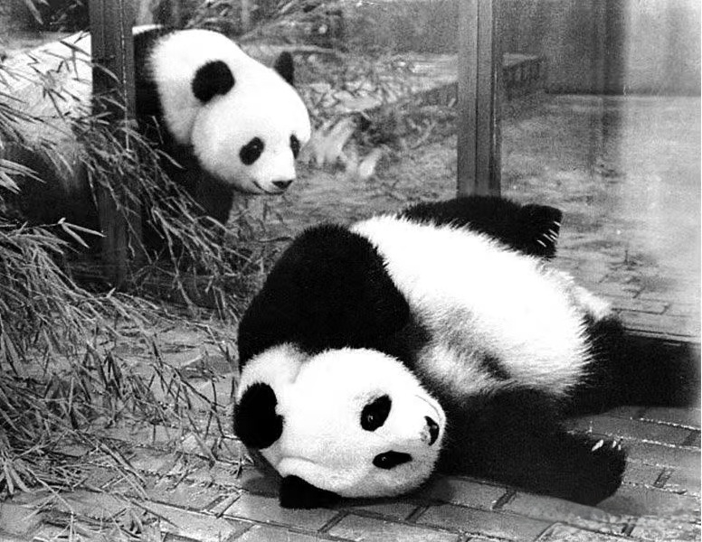1972年、日本は初めてジャイアントパンダを迎えた！」 1972年10月28日