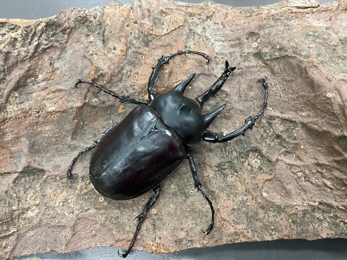 入荷情報 レックス(アクティオン)ゾウカブト 入荷しました。 珍しく