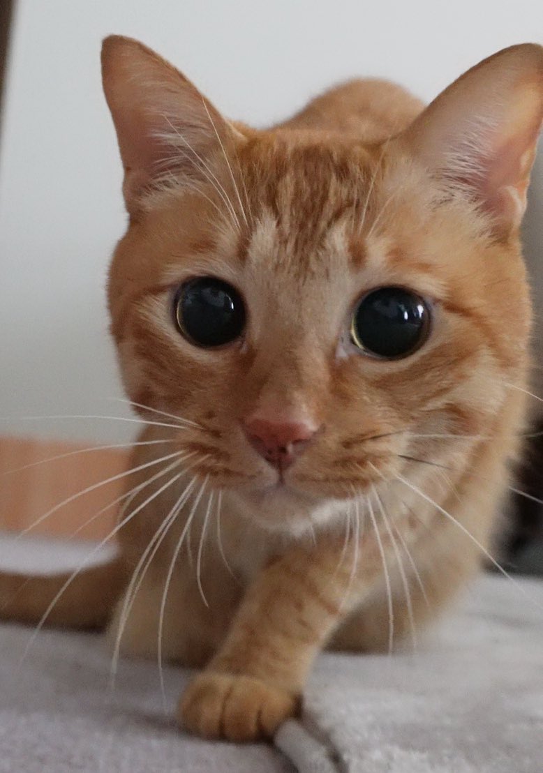 にゃんちゅー (@Nyanchu_1011) / Posts / X