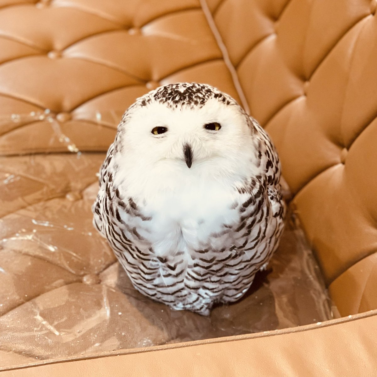 今日も丸い #シロフクロウ #snowyowl #フクロウ #owl