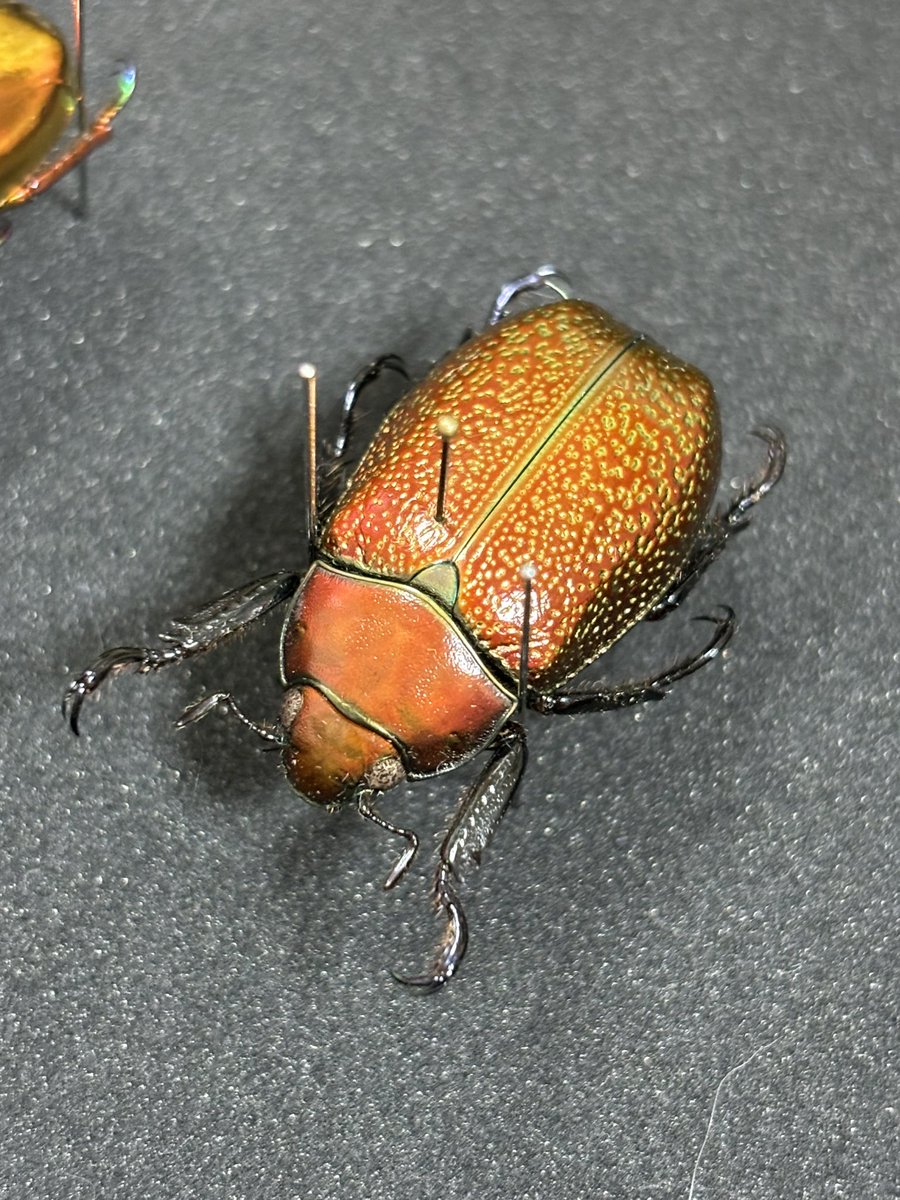 ありがとうございました！またよろしくお願いします🙇プラチナコガネ