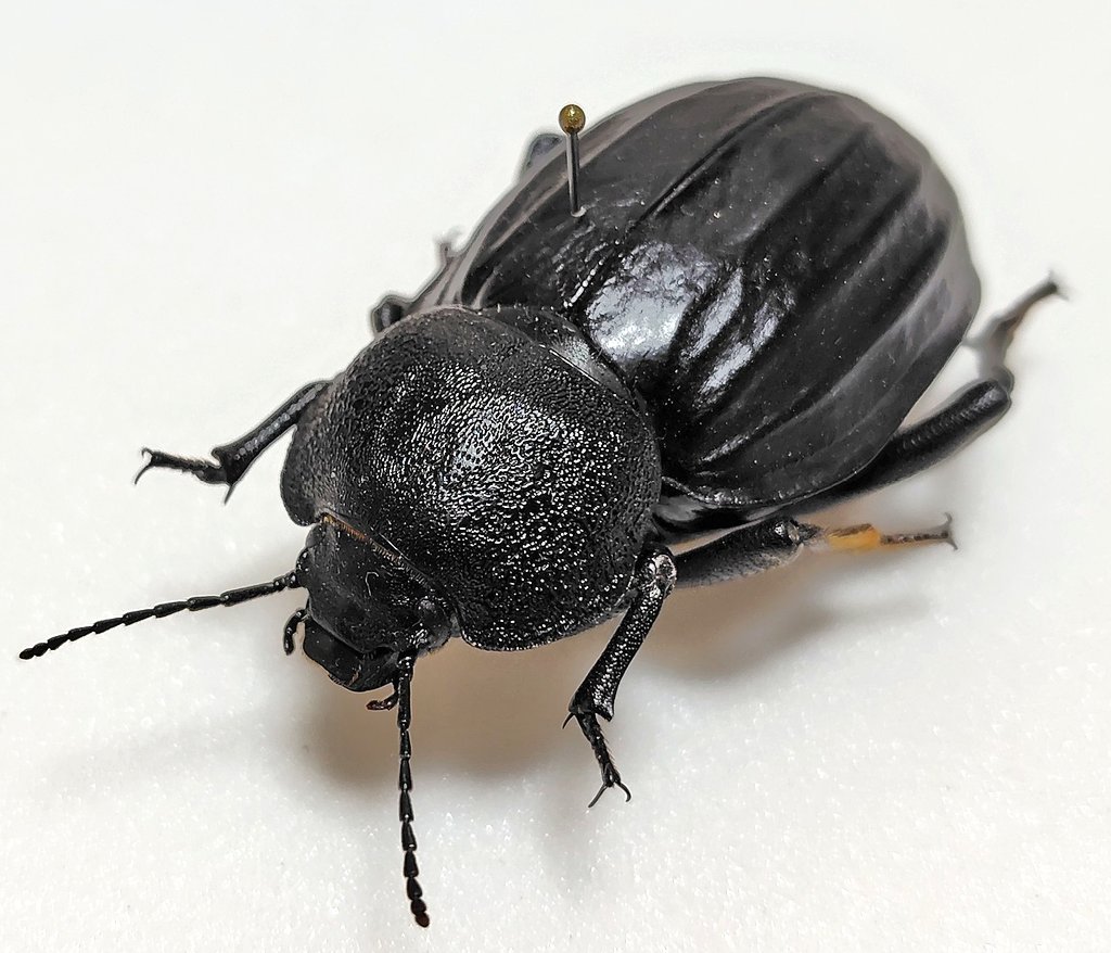 戦利品⑤ Psammodes sulcicollis 世界最大のゴミムシダマシ。凄まじい