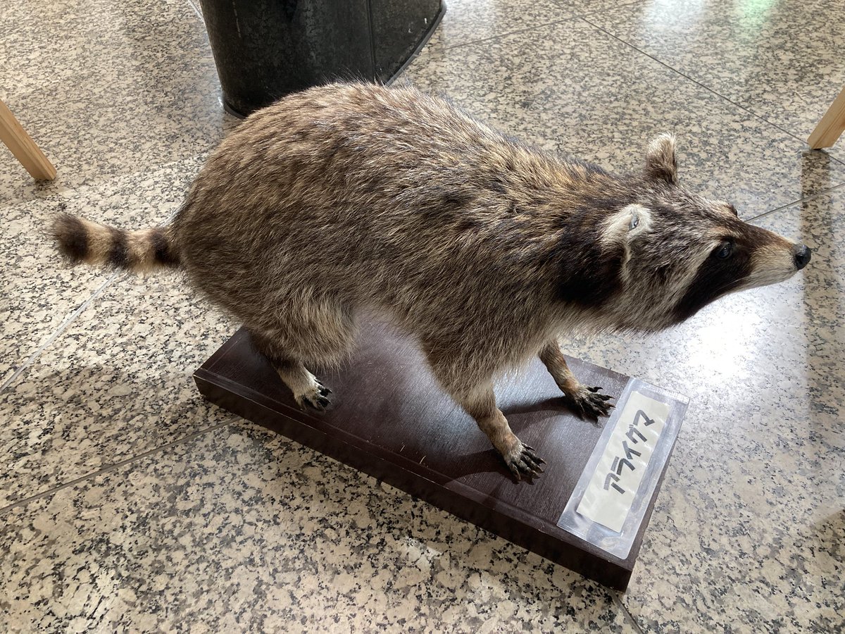 都内某所で外来種その他の野良動物の剥製の展示見かける。タヌキは