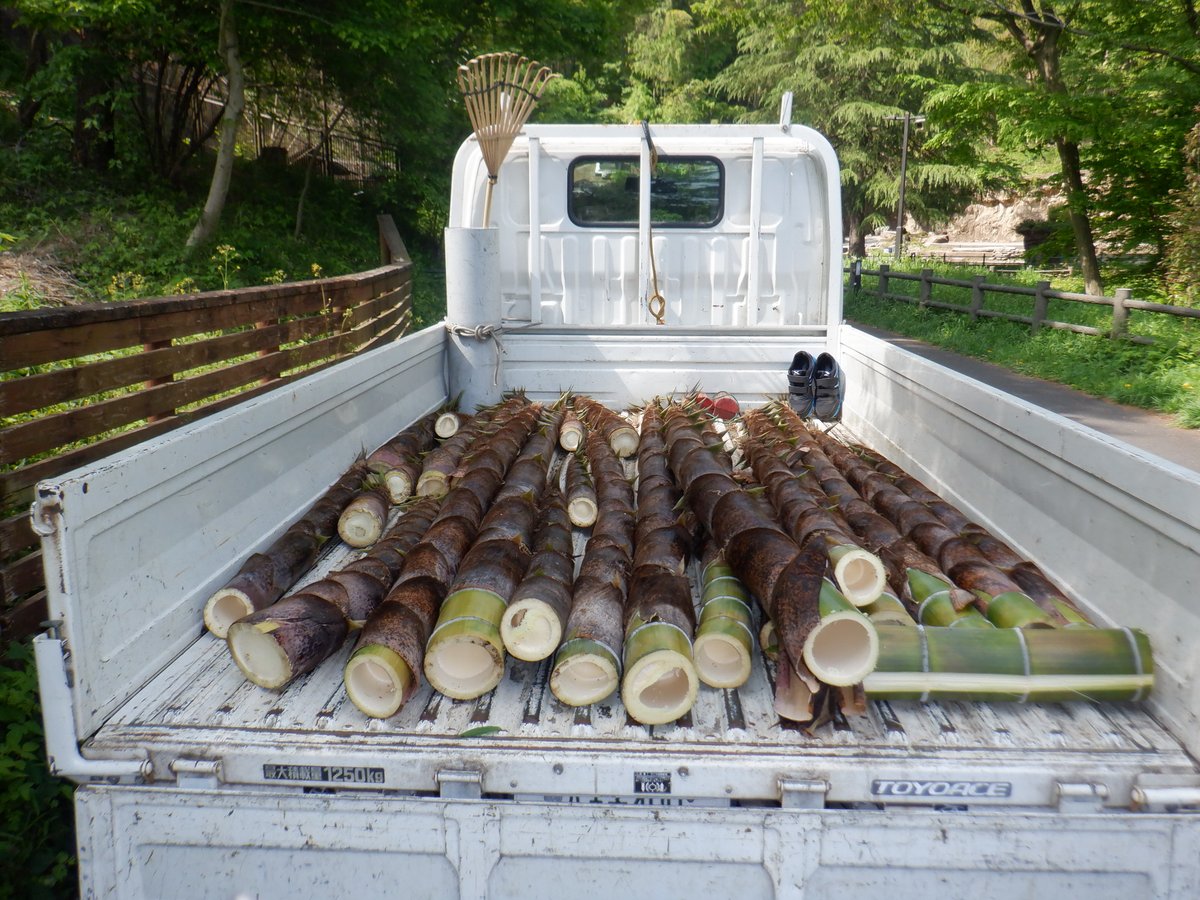 毎年恒例になった上野動物園ジャイアントパンダにタケノコのおすそ分け