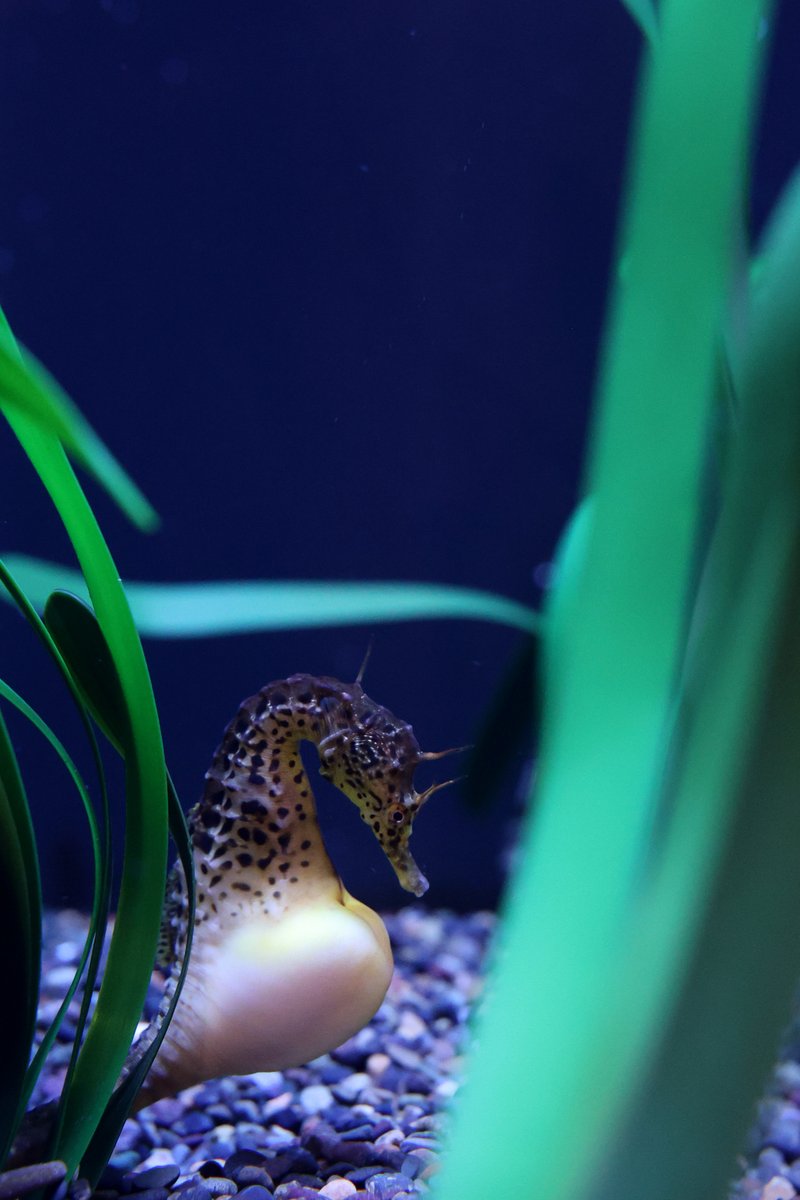 seahorse