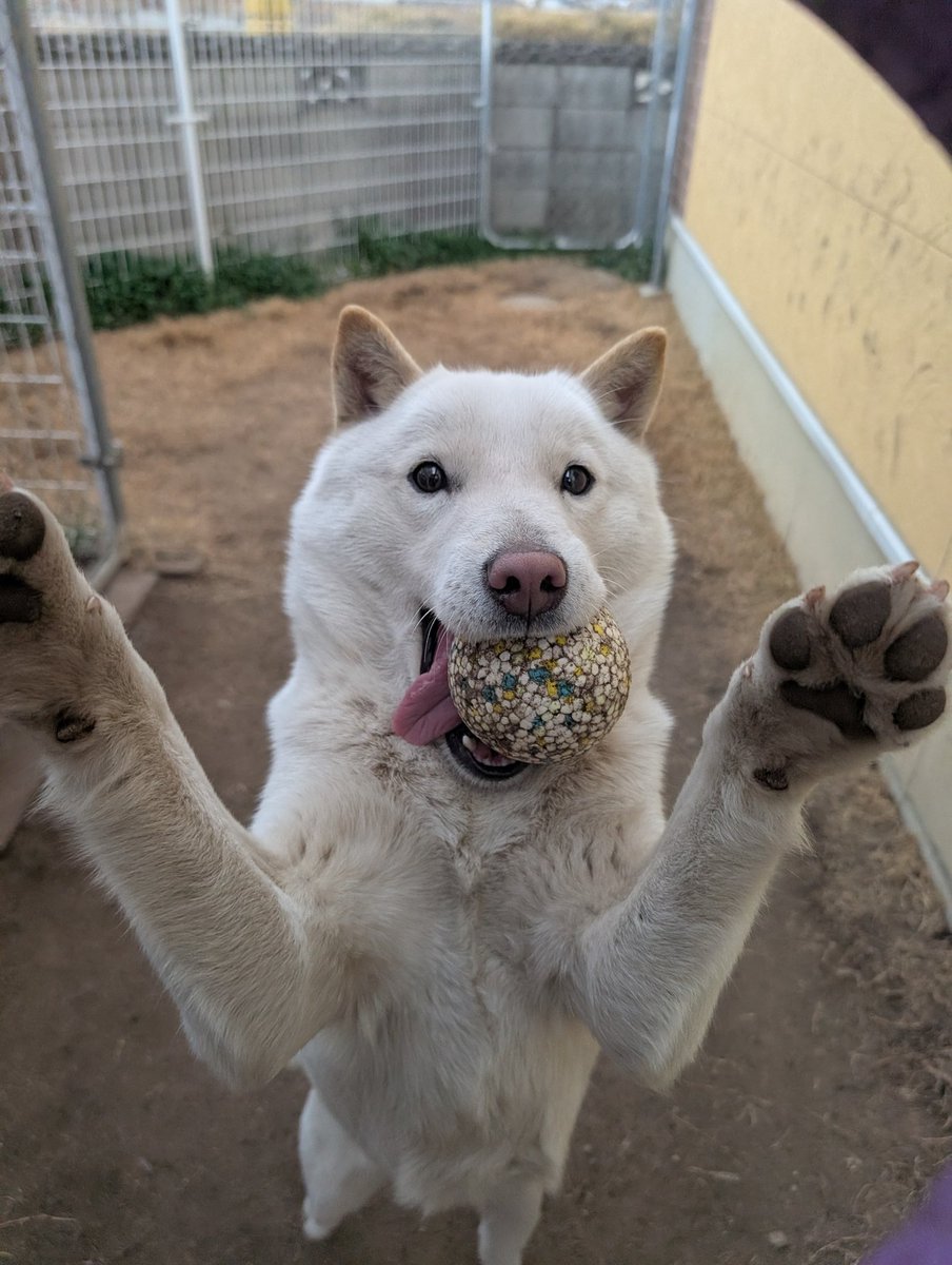 北海道犬 みっちゃん (@HdnOYpsK34Hd9gB) / Posts / X