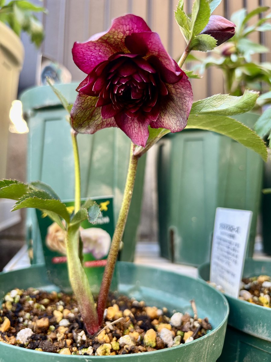 小苗から育てているクリスマスローズ咲きました❣️ ラベルが