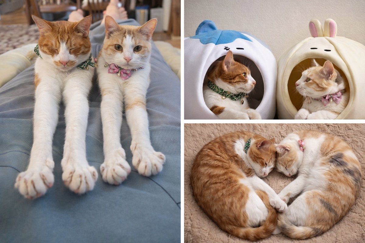 あじゃちゃんと猫🦭🐈 (@Aja_Chan_) / Posts / X