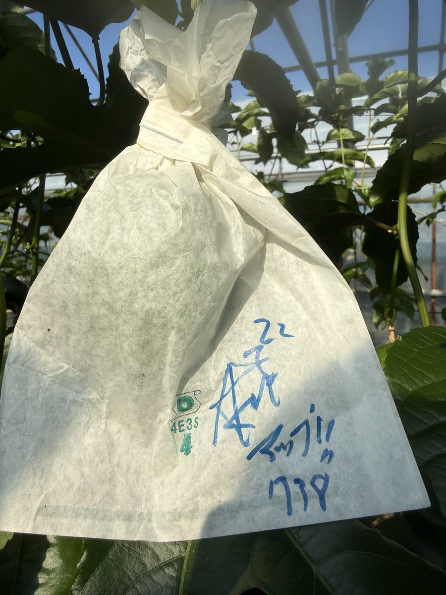 あつきにぃにぃ【仲原 篤紀】@オリジン沖縄 (@atsuki_nakahara