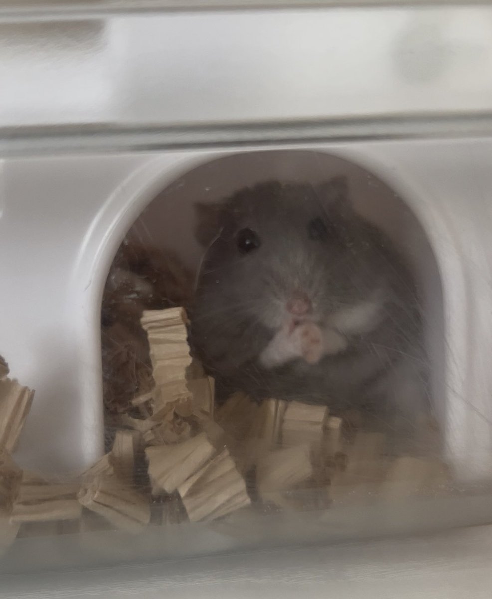 もっちゃんの秘密基地 (@momochs86) / Posts / X