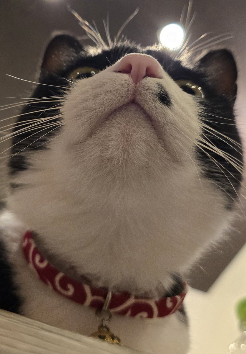 たんたん (@tantan_sing) / Posts / X