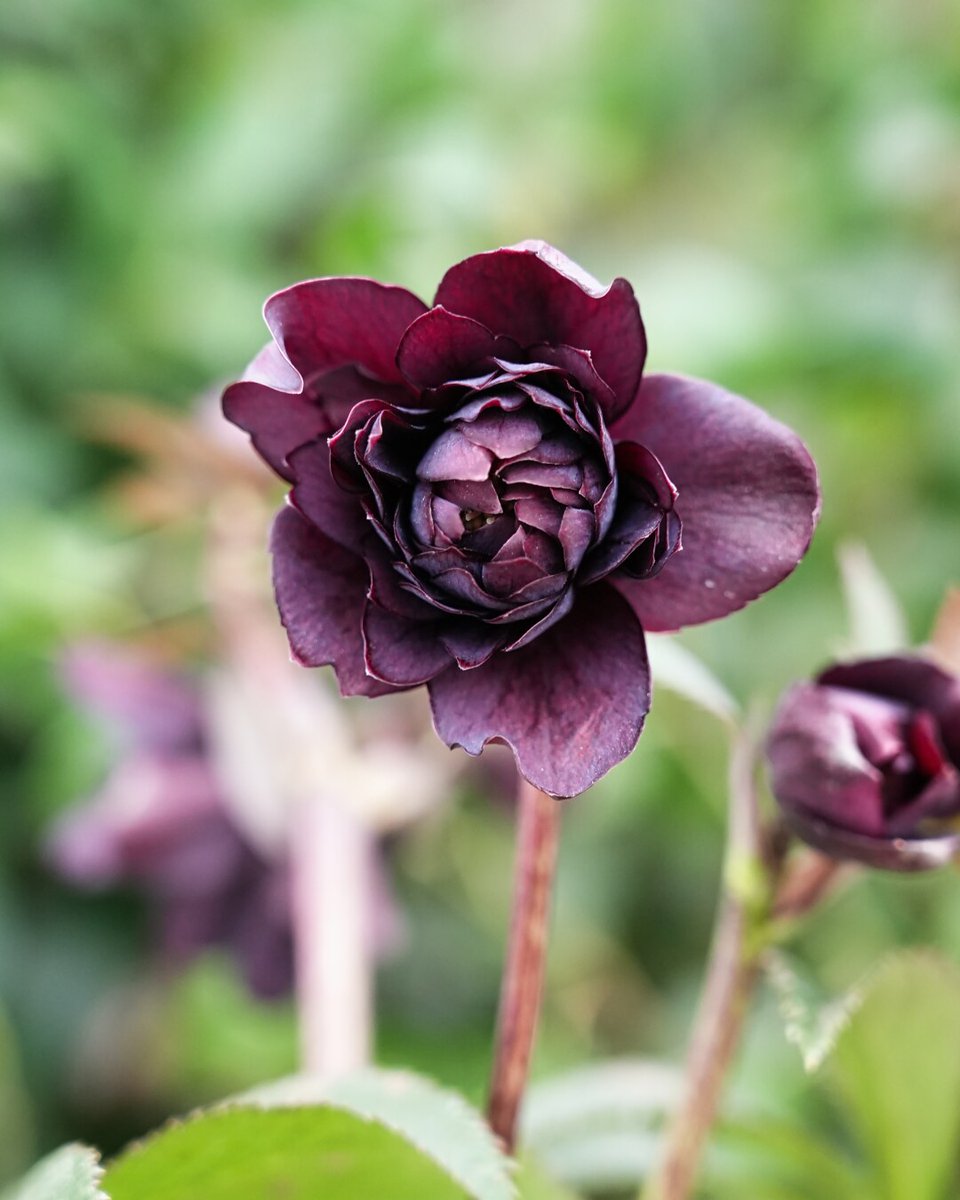 様ご依頼品②認定ソレイユ　広瀬園芸　クリスマスローズ takanen