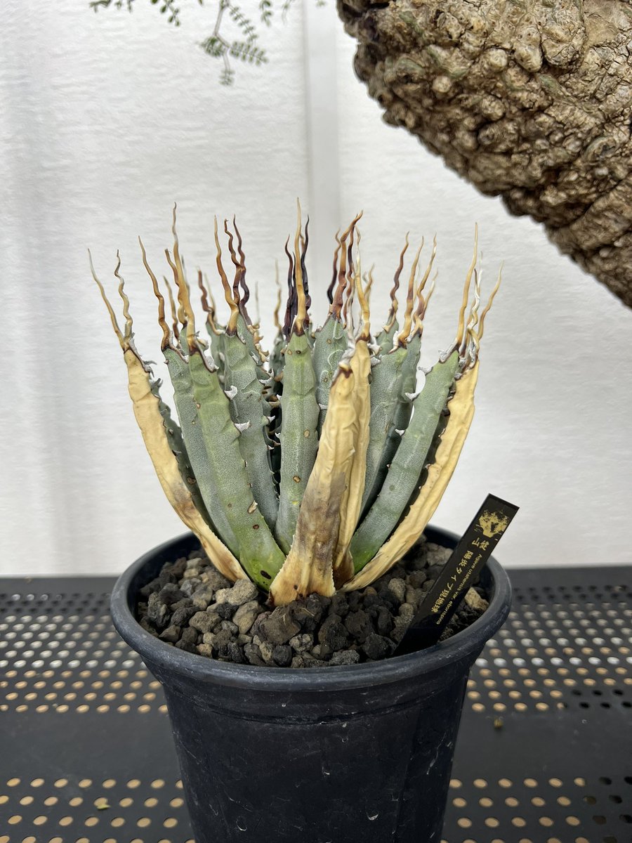 久しぶりのエボリスピナ😊 発根した時のエボリと比べる為に 同じ感じで