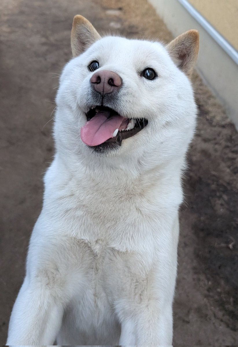 北海道犬 みっちゃん (@HdnOYpsK34Hd9gB) / Posts / X