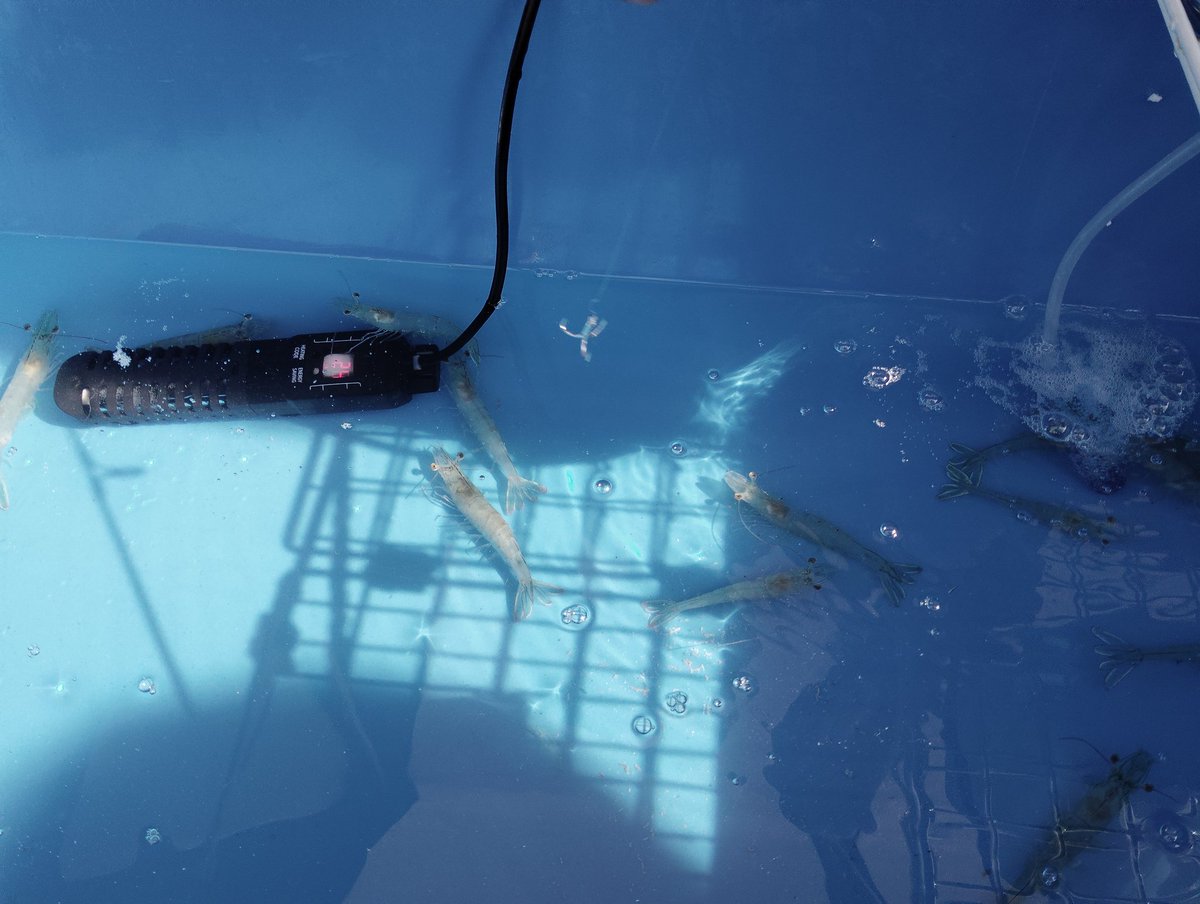 えびつりも体験できまする🦐 #海老 #えび #エビ