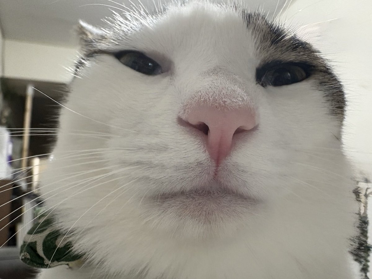 ふくンツ (@fukuruneko0718) / Posts / X