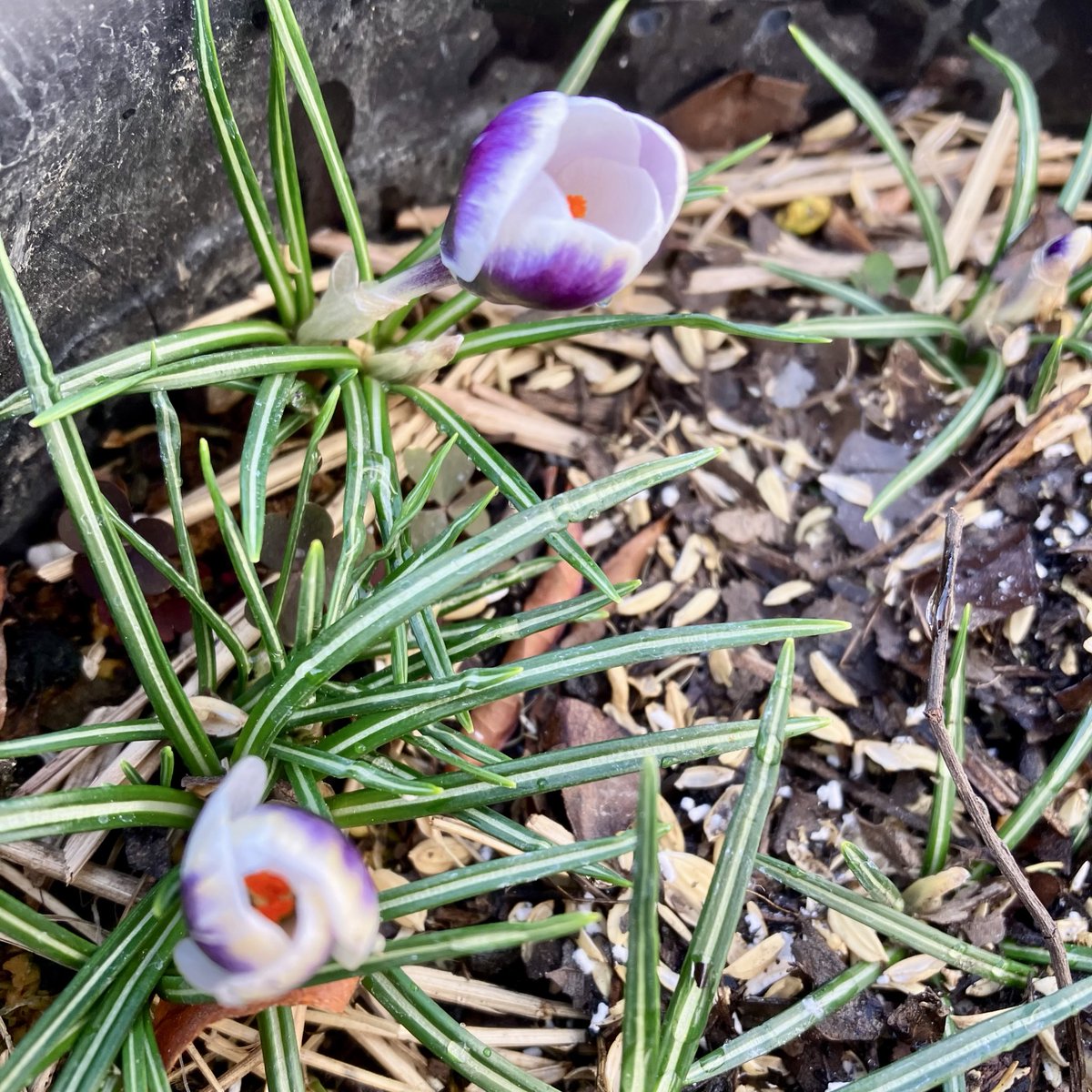 趣味の園芸コミュニティ Community on X - 91 Members