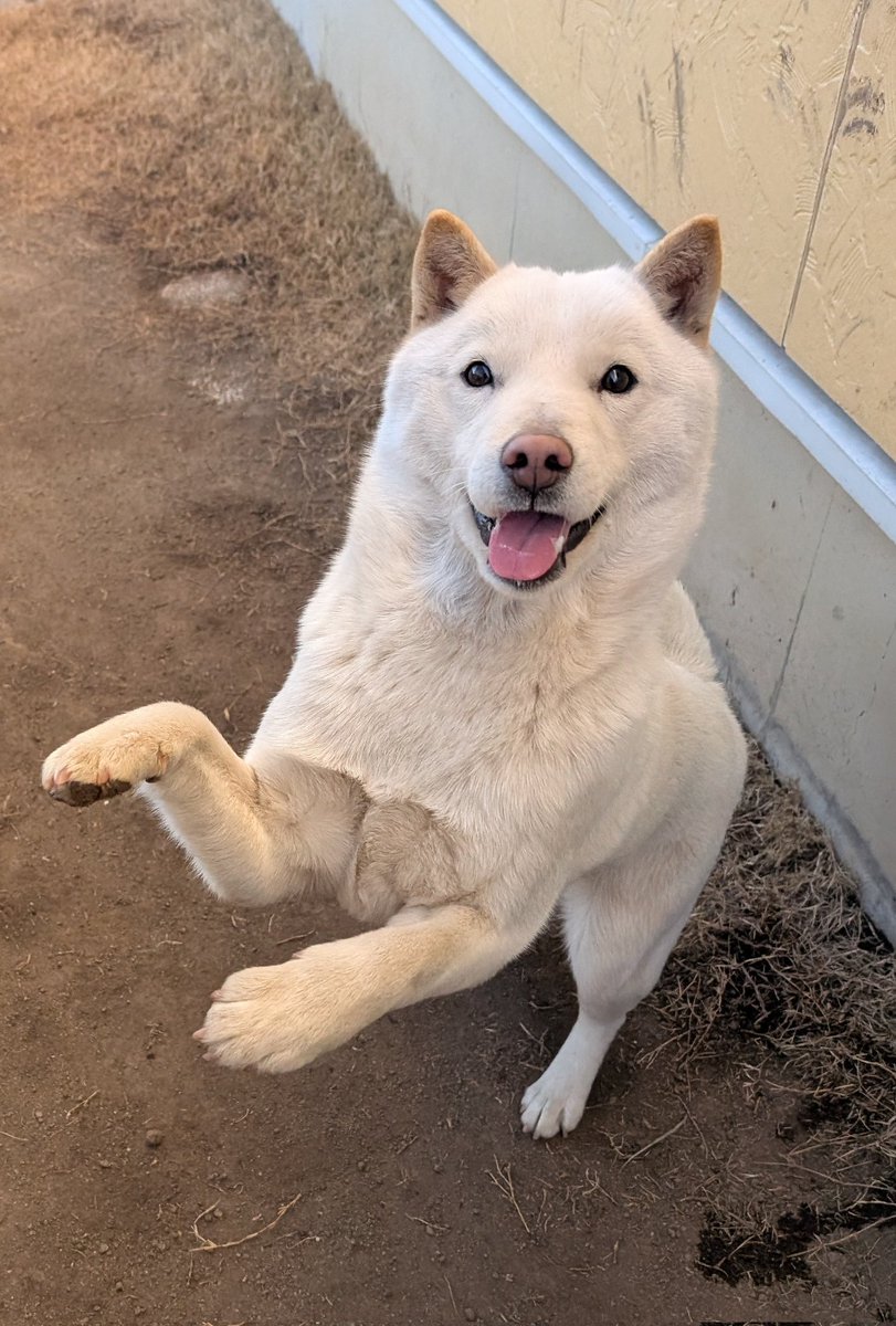 北海道犬 みっちゃん (@HdnOYpsK34Hd9gB) / Posts / X