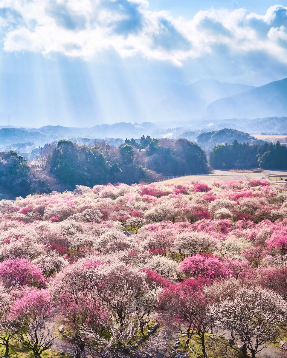視界を埋め尽くす、濃淡ピンクのグラデーション。三重県「いなべ市農業