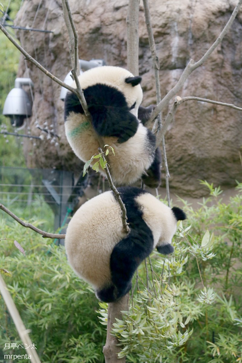 シャオシャオ レイレイ 2022.10.25 #上野動物園