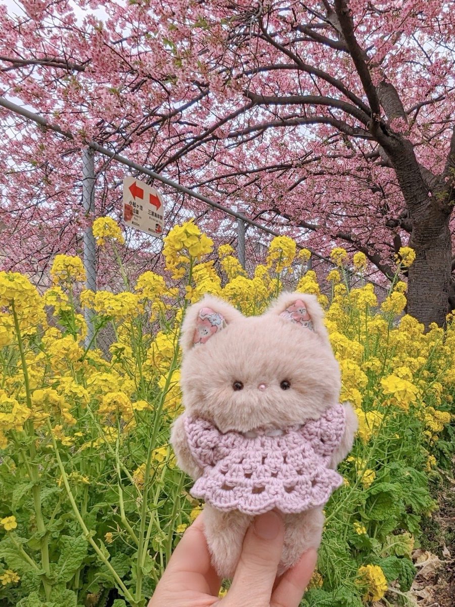 お花がいっぱい🌼🌸🐈💕