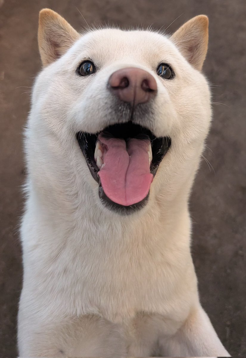 北海道犬 みっちゃん (@HdnOYpsK34Hd9gB) / Posts / X