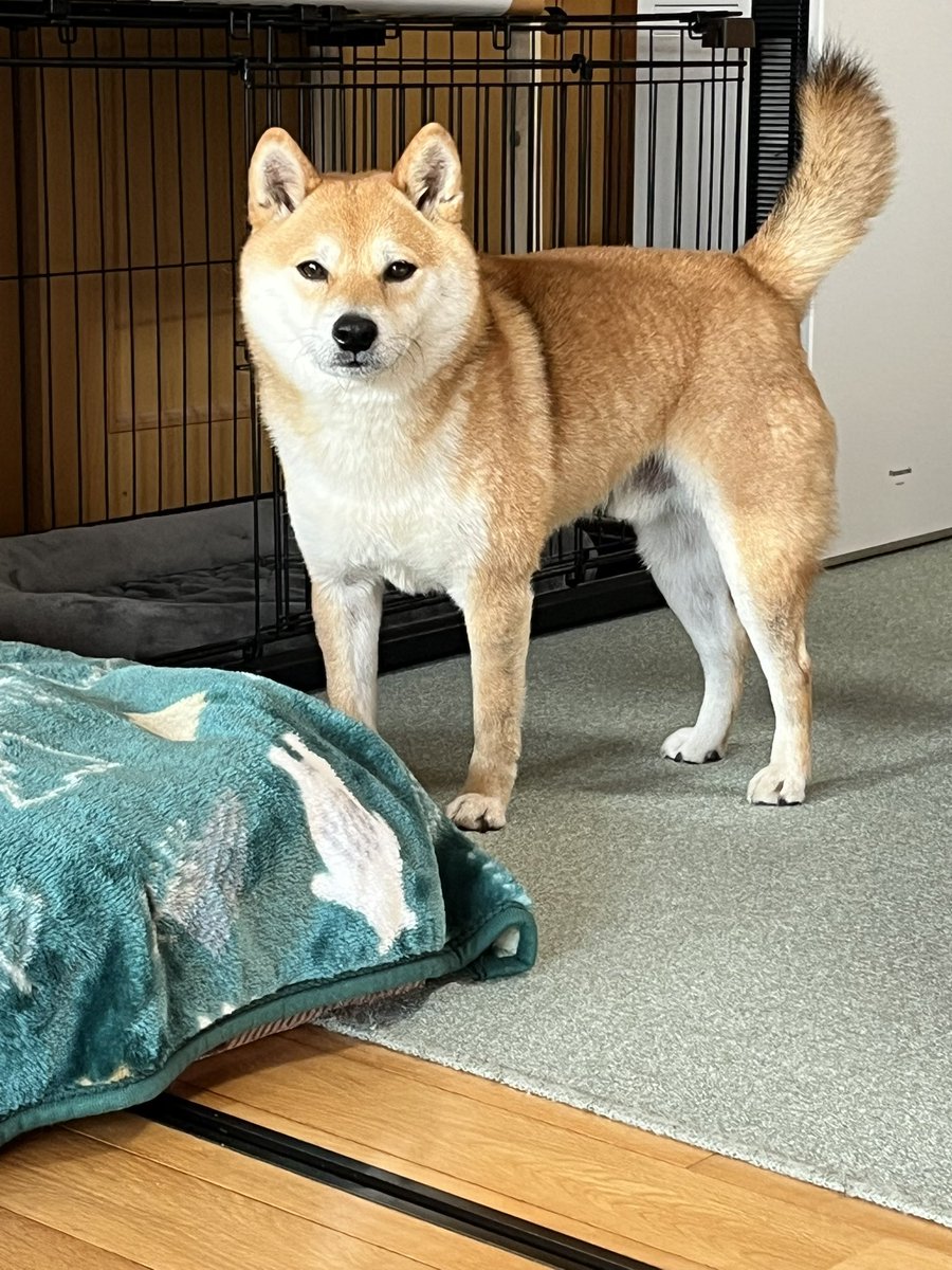 ふたえの豆太郎 (@siba_mametaro) / Posts / X