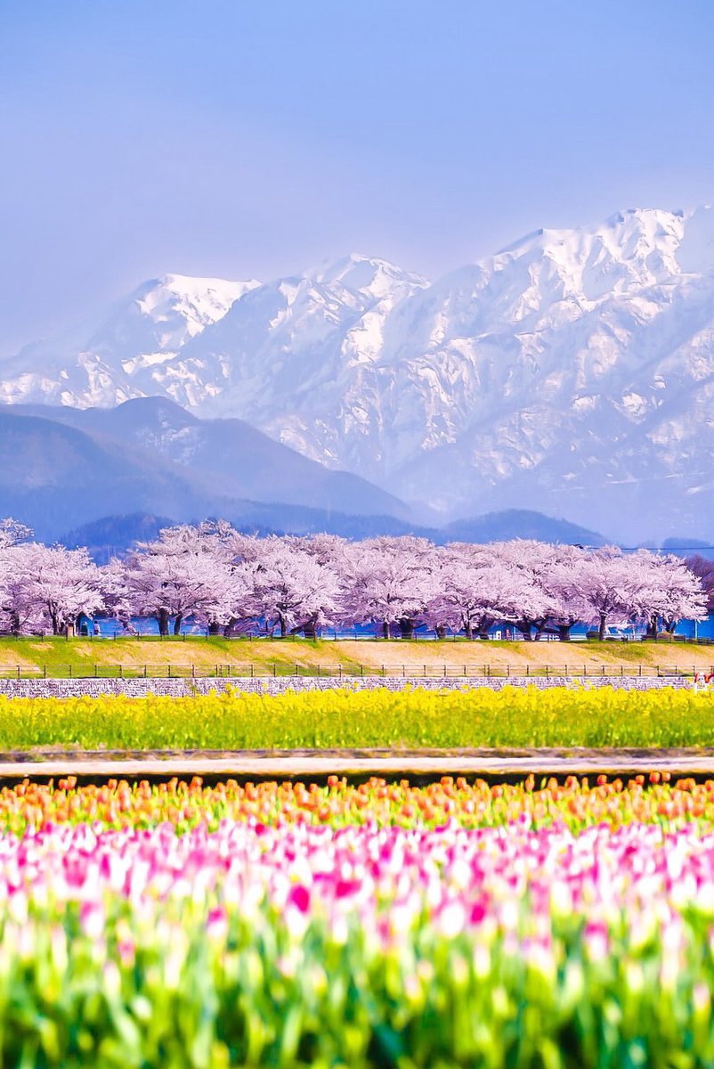 富山は海鮮🐟だけじゃない。 春は、街ごと優勝してる🌸🚋 桜と路面電車