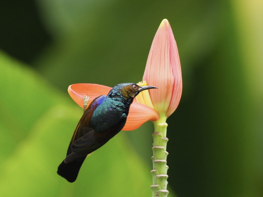 鈴木俊貴 Toshitaka Suzuki (@toshitaka_szk) / Posts / X