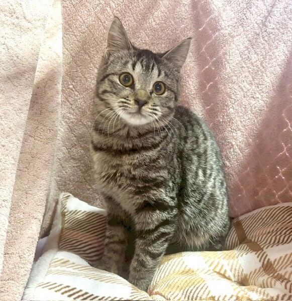 しあわせにゃんこ (@shiawasenyan_22) / Posts / X