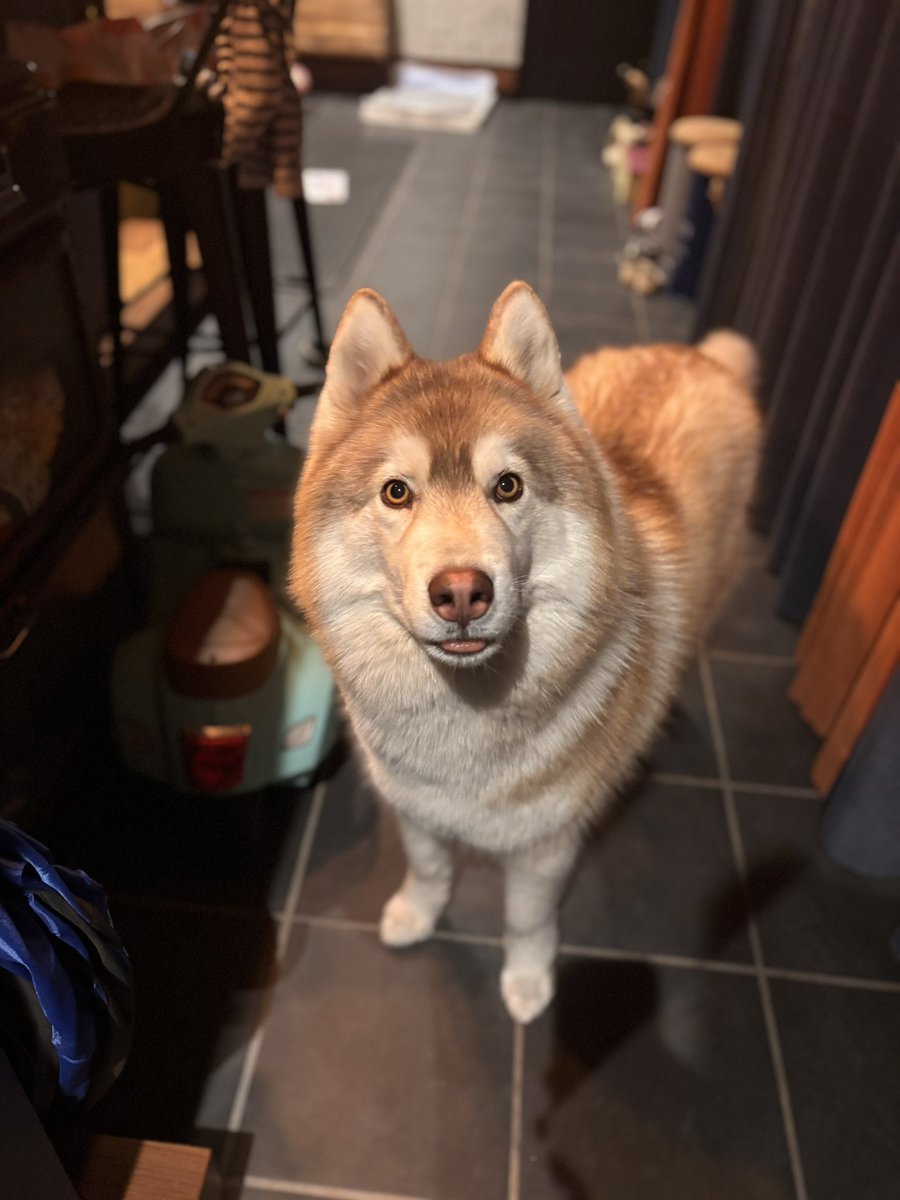 と、僕お留守番頑張ったよアピしてくる茶々丸www