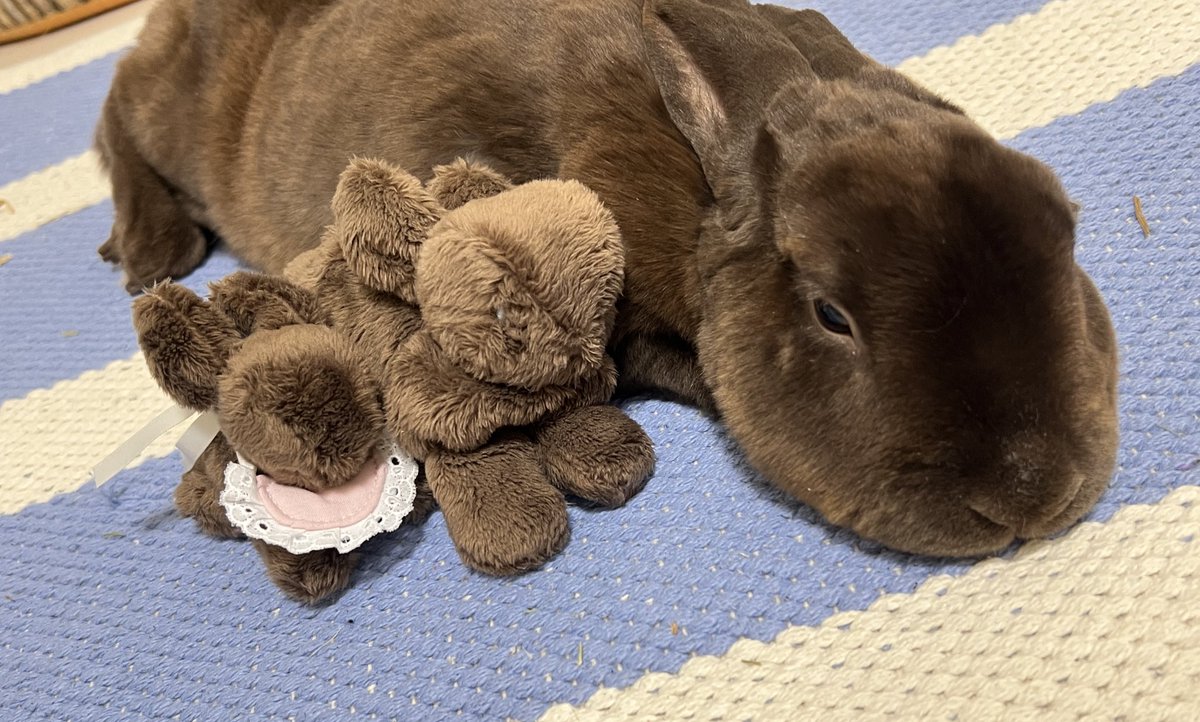 ぱむすけ🌰 (@mgmgpampam) / Posts / X