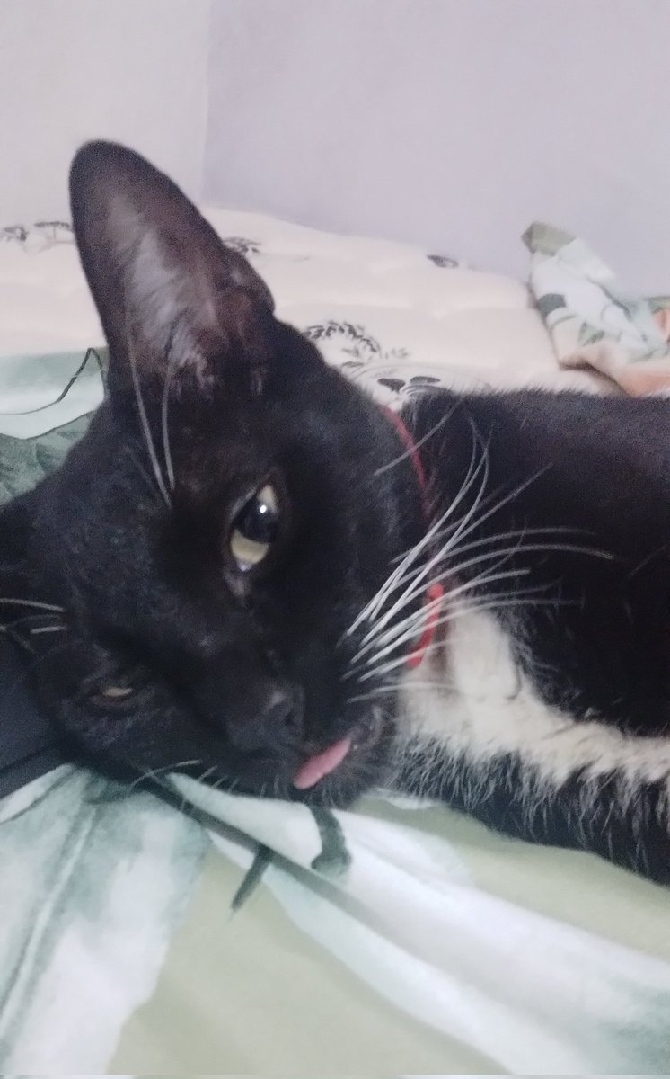 It's really funny when you realize that each cat has its own