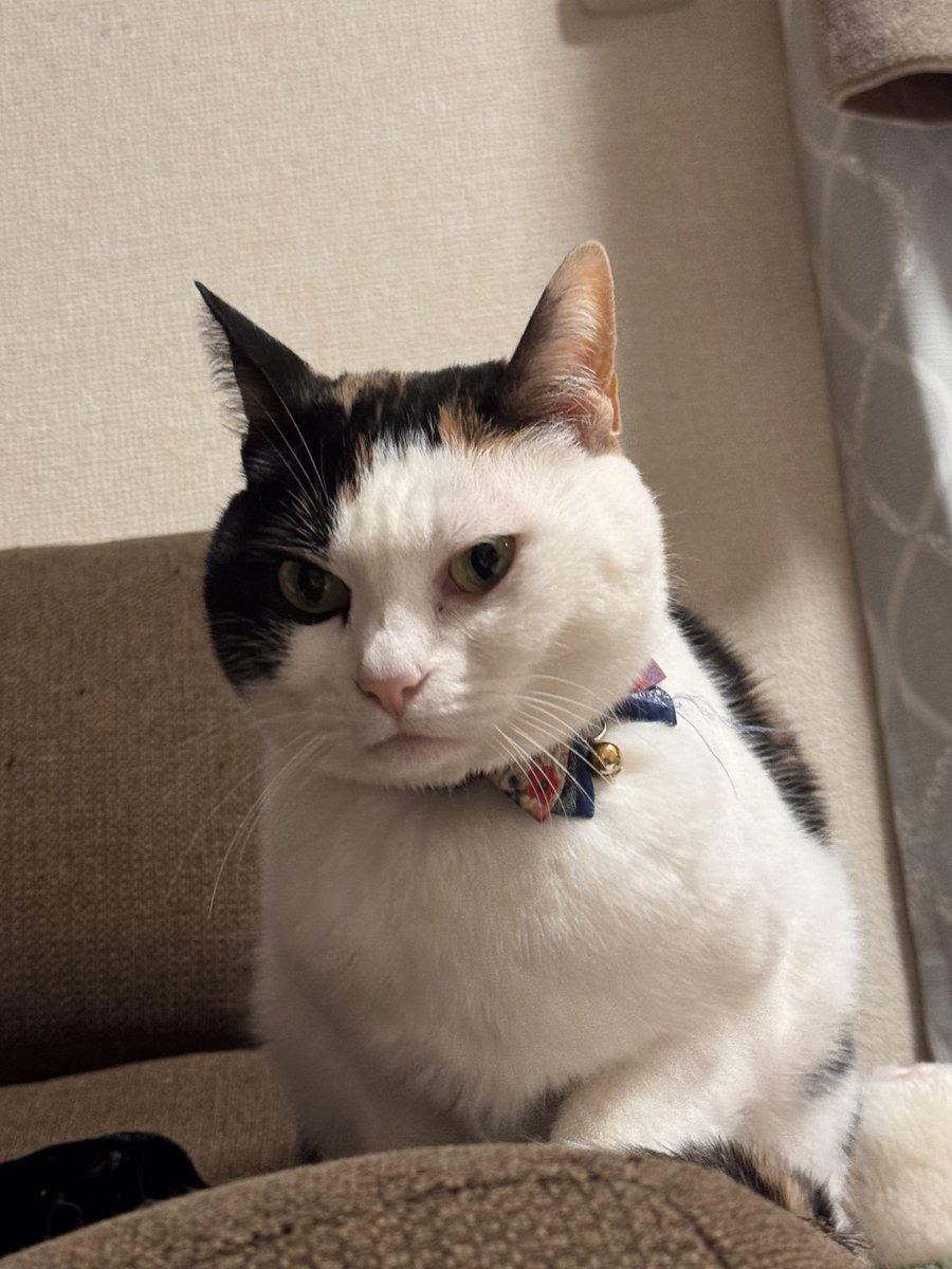 今日は #猫の日 幸せな1日だ〜！！！ 我が家のニャンズ🏡 #もかるあ