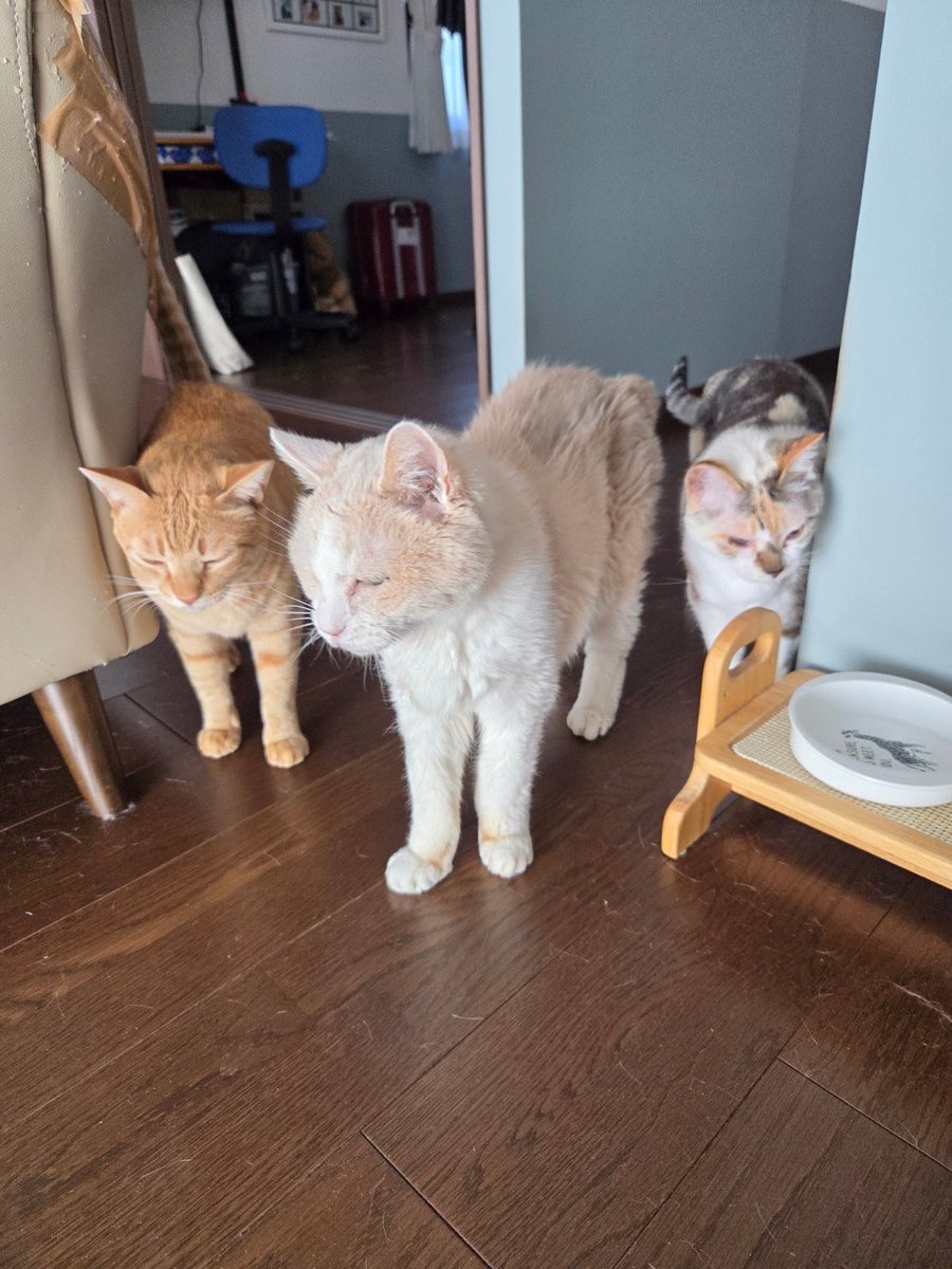 イータロー&サチ&サンタ🐾やっぱりニャンズだニャ🐾 (@s_taku_1126