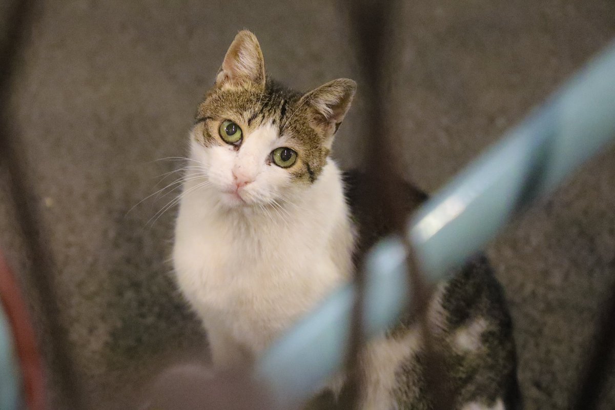 ウクライナのオデッサで出会ったかわいい猫ちゃんでも再掲しておくか