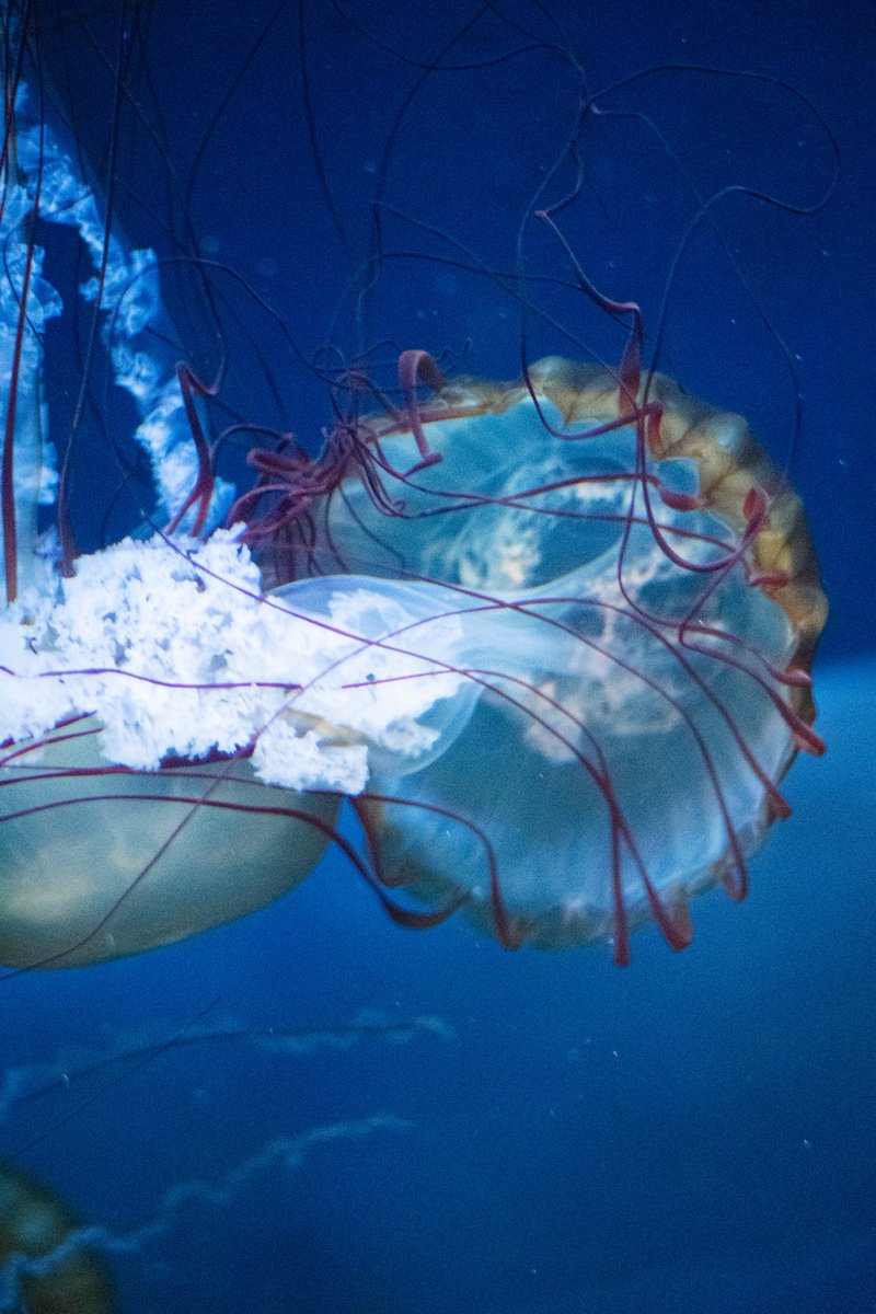 パシフィックシーネットル #TLをクラゲでいっぱいにしよう #水族館 #クラゲ