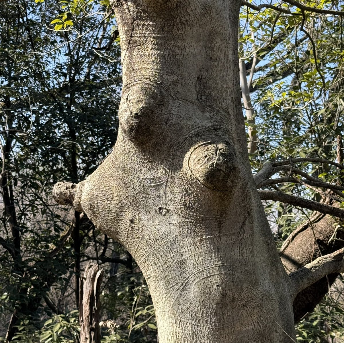 金華山ドライブウェイで見つけた妖木🤣
