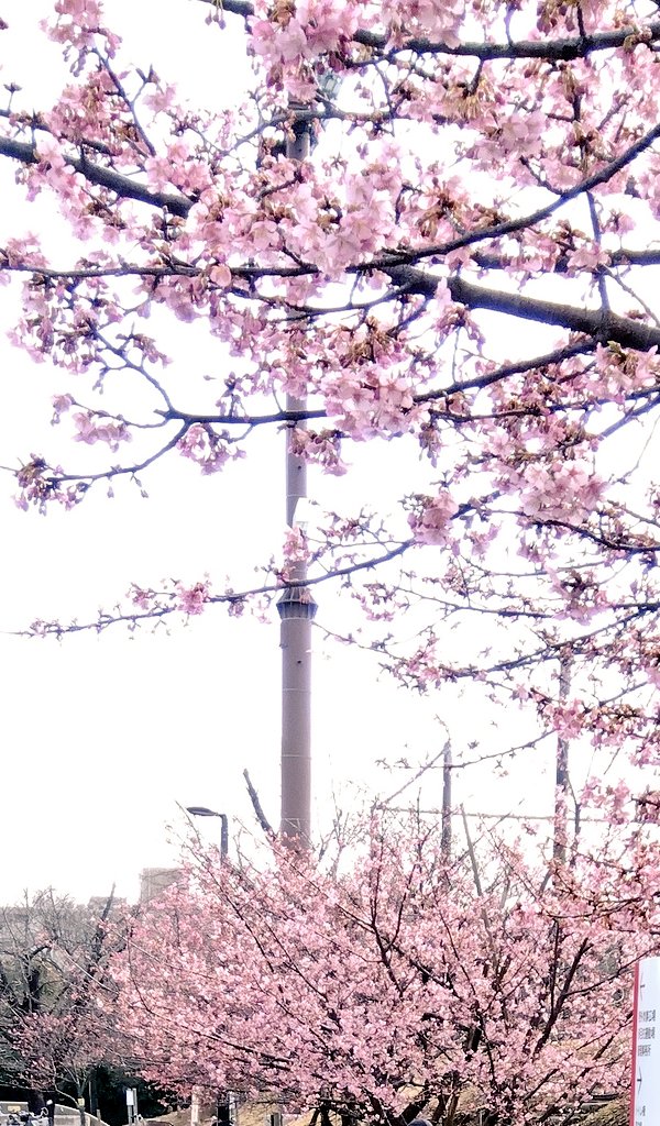 久しぶりに公園へ🌸