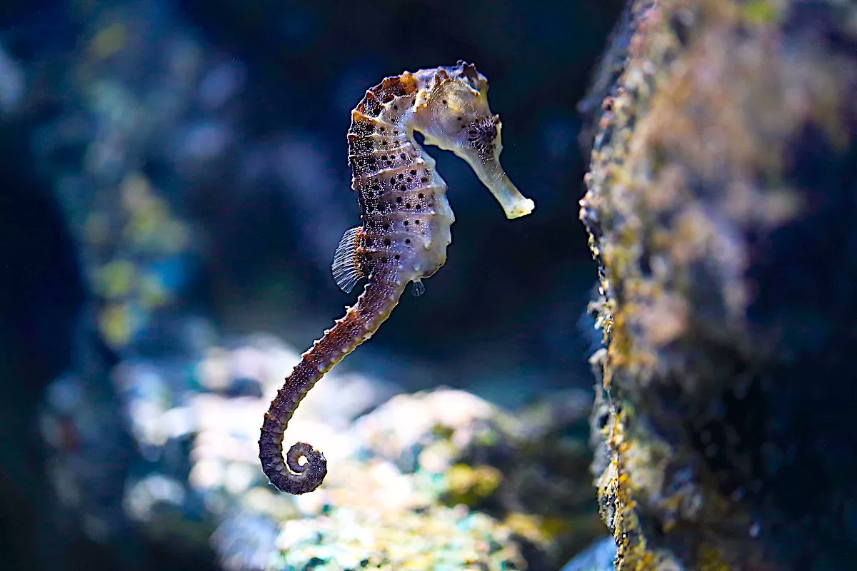seahorse