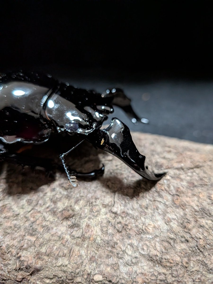 こんにちはー！ 販売ポスト失礼致します！ トリオが厳しいのか！？と